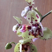 Storczyk- phalaenopsis.