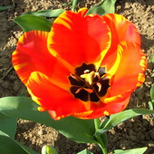 tulipan pospolity czerwony