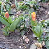 tulipany-dziś:)