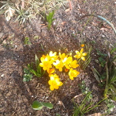 Zawitała wiosna w naszym ogródku :)