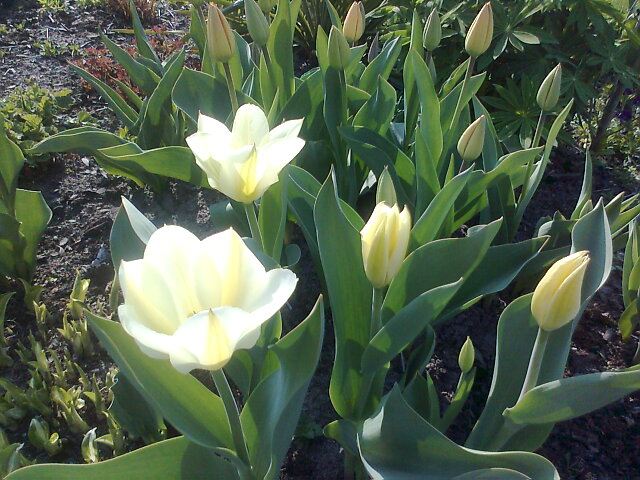 Białe Tulipanki 