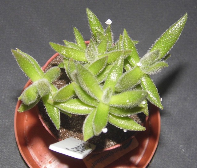 Crassula mesembryanthemoides (Rumia)