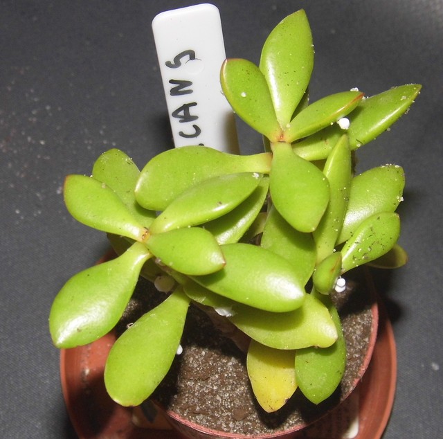 Crassula pubescens ssp. radicans (Rumia)