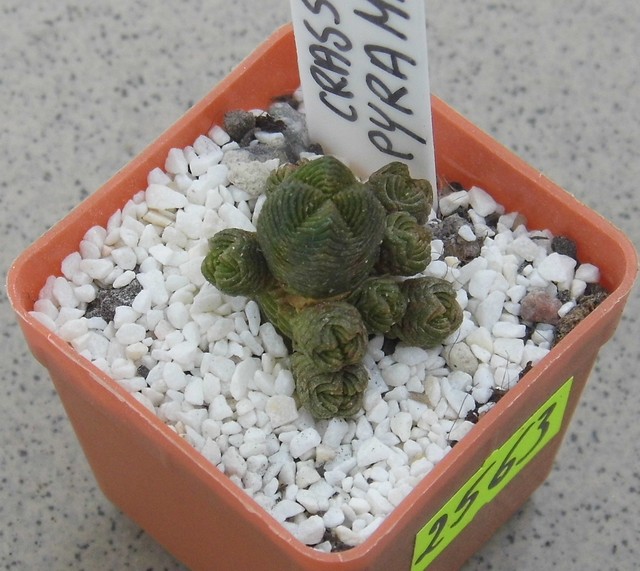 Crassula. pyramidalis (miniaturka)