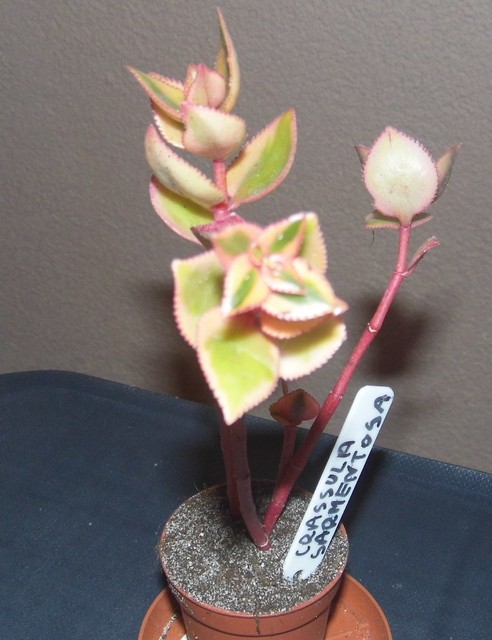  crassula sarmentosa f variegata (Rumia)