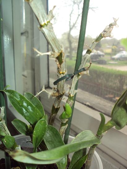 Dendrobium nobile pączki