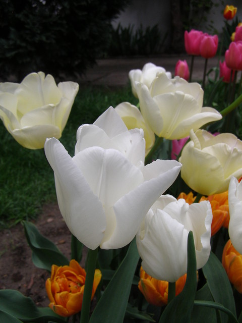 JAN PAWEŁ II ma piękne białe tulipany!!!