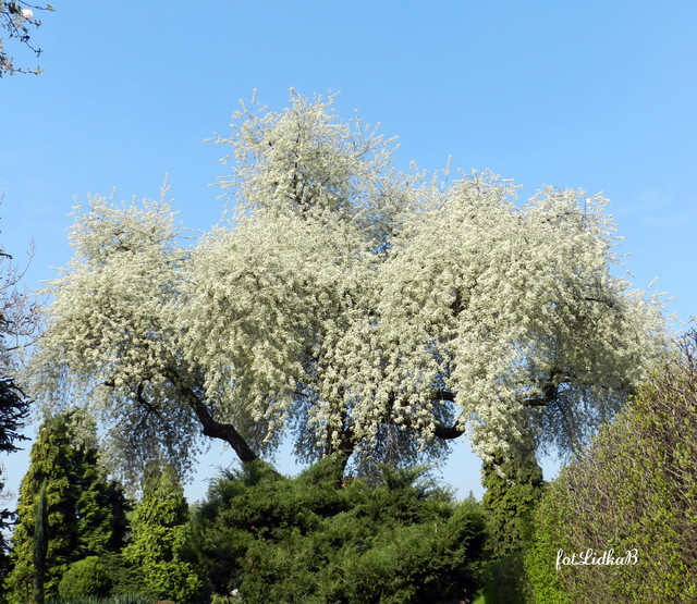 CZEREŚNIA-kwitną drzewa 