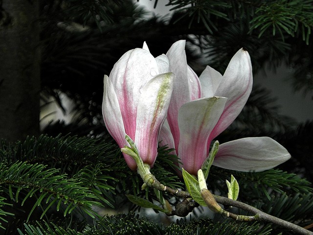 kwitnie magnolia