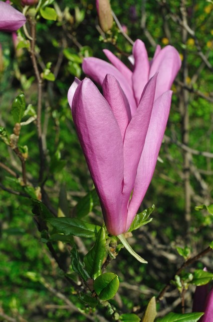 Magnolia purpurowa odmiana czarna