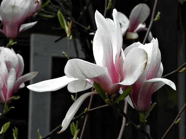 magnolia w rozkwicie