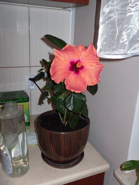 mój kwitnący hibiscus:)