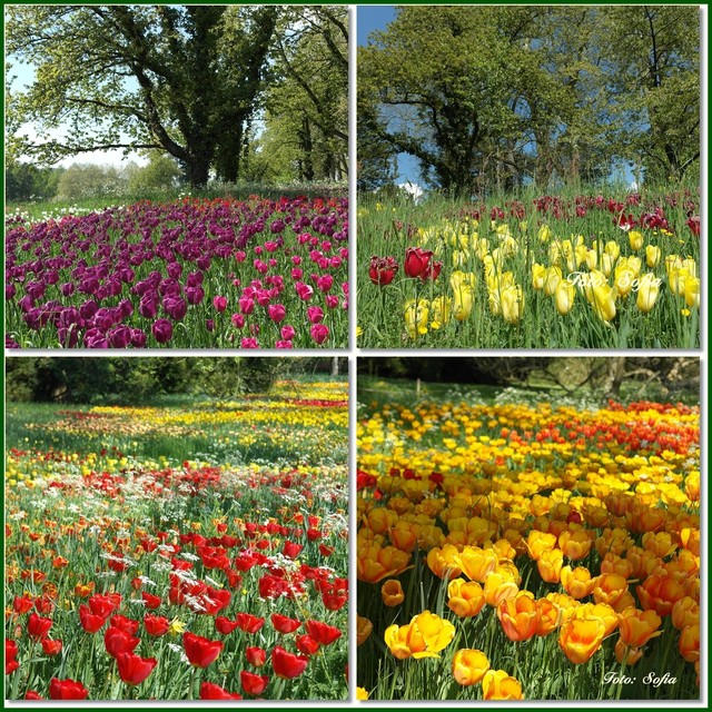 Podzielę się z Wami... tulipanowymi krajobrazami:-)
