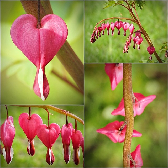 romantyczna roślina