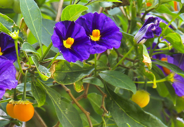 Solanum Lacinatum