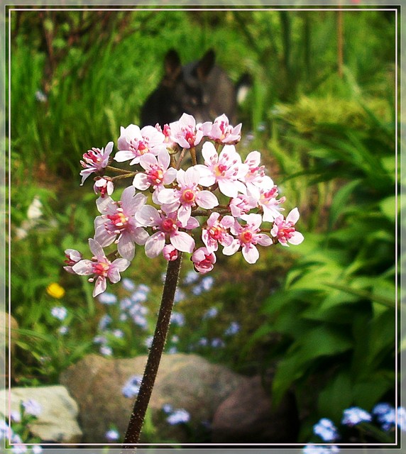 Tarczownica - kwiat...