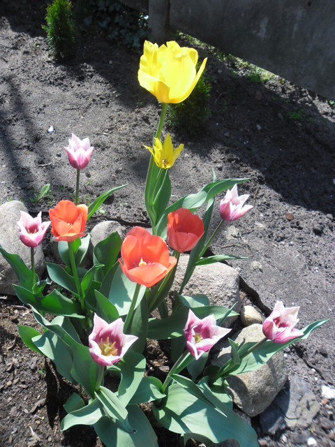 tulipanki kwitną