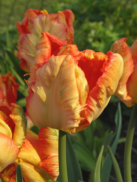 tulipany są gorące 