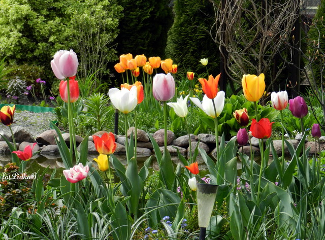 Tulipany w moim ogrodzie