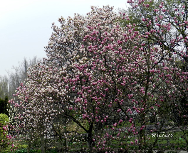 Wiosna w Ogrodzie Botanicznym we Wrocławiu