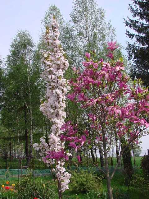 Wiśnia Amanogawa i magnolia .