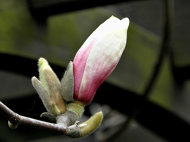 zakwitnie magnolia cała w pąkach