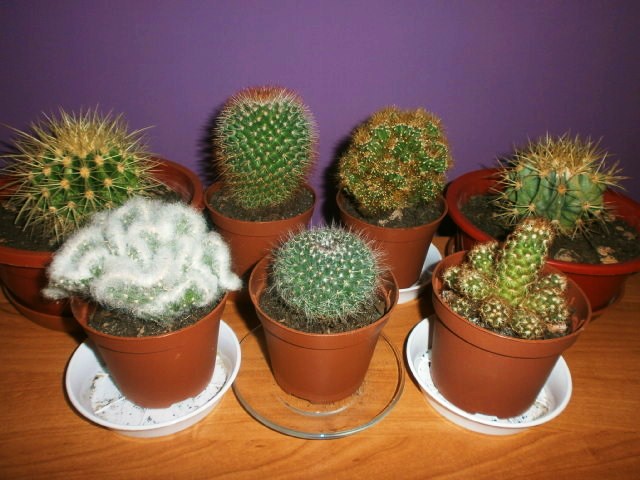 Zdjęcie grupowe kaktusików