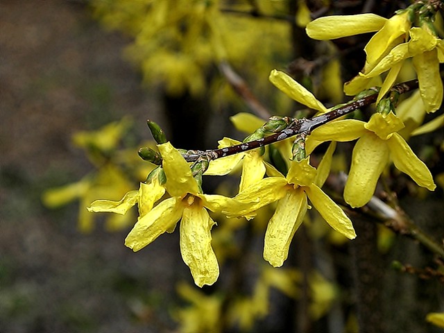 złoty deszcz słoneczny kwiat wiosny