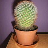 A oto mój nowy kaktusik :D