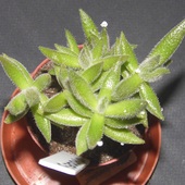 Crassula mesembryanthemoides (Rumia)