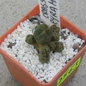 Crassula. pyramidalis (miniaturka)