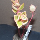  crassula sarmentosa f variegata (Rumia)