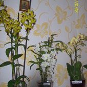 Dendrobium felanopsis i Nobile
