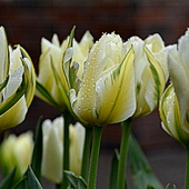 deszczowe tulipany