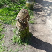 grzybek w parku Nottingham