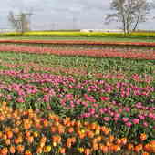 Hodowla Tulipanów W
