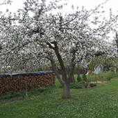 jabłonie kwitną wspanioale
