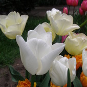 JAN PAWEŁ II ma piękne białe tulipany!!!