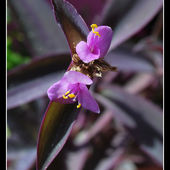 Setkrezja purpurowa kwitnie :-)