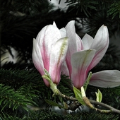 kwitnie magnolia