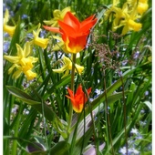 Łaczka z tulipanami