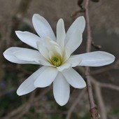 Magnolia Gwiaździst