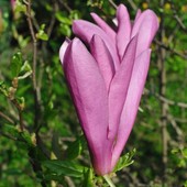 Magnolia Purpurowa O