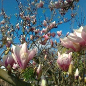 Magnolia w pełni kwitnienia