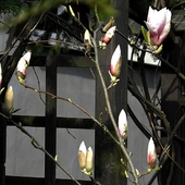 moja magnolia w tym roku obsypana pąkami
