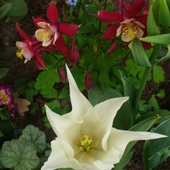 Orlik i tulipan