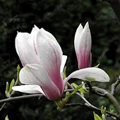 piękna magnolia w moim ogrodzie