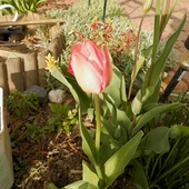 Pierwszy tulipan w tym roku.