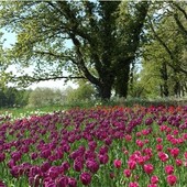Podzielę się z Wami... tulipanowymi krajobrazami:-)