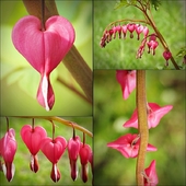 romantyczna roślina